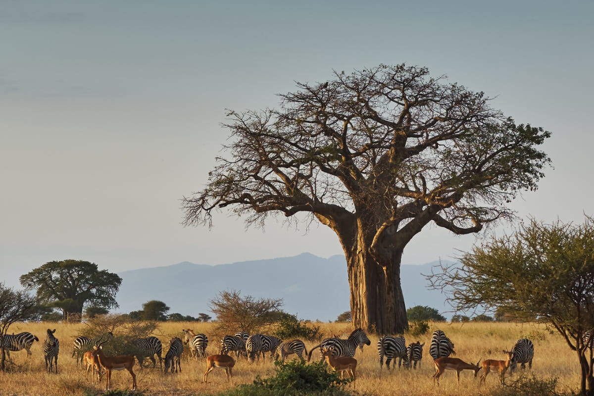 Baobab trees and wildlife in Tarangire National Park