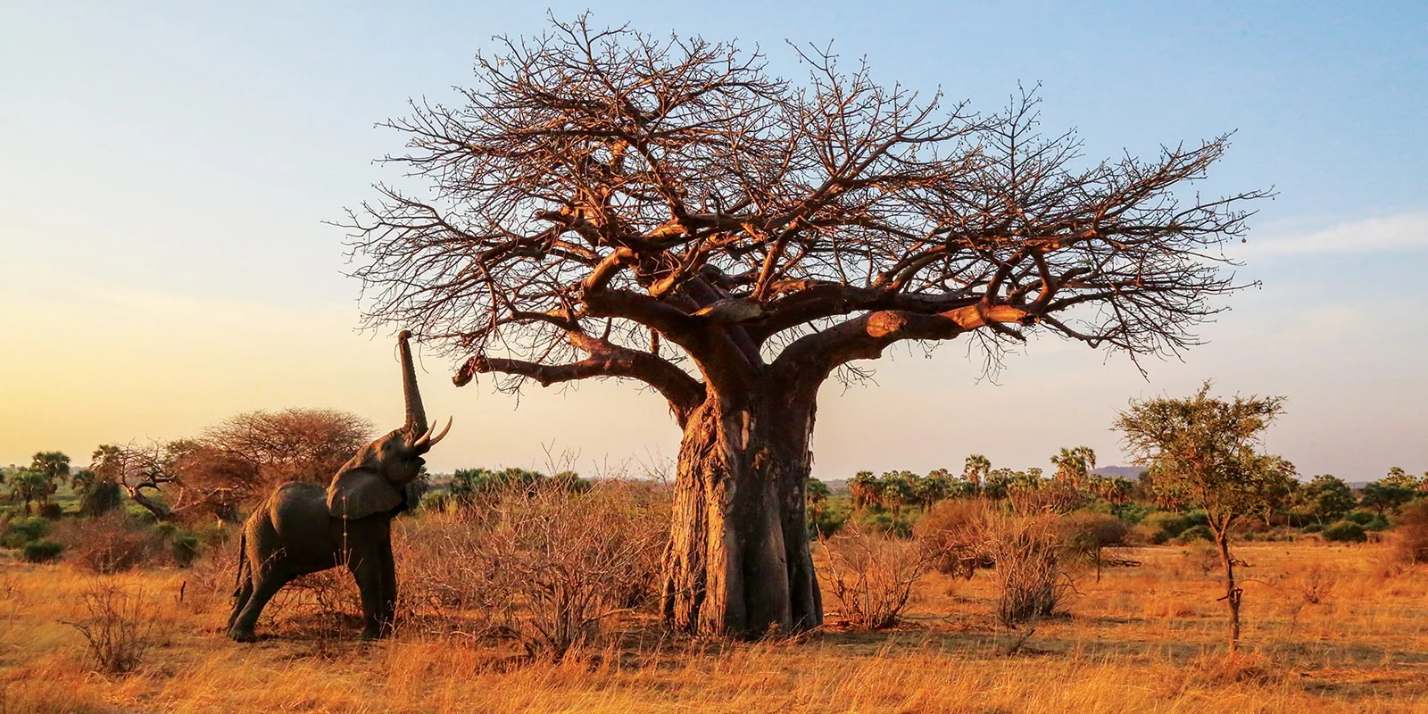 Ruaha National Park landscape