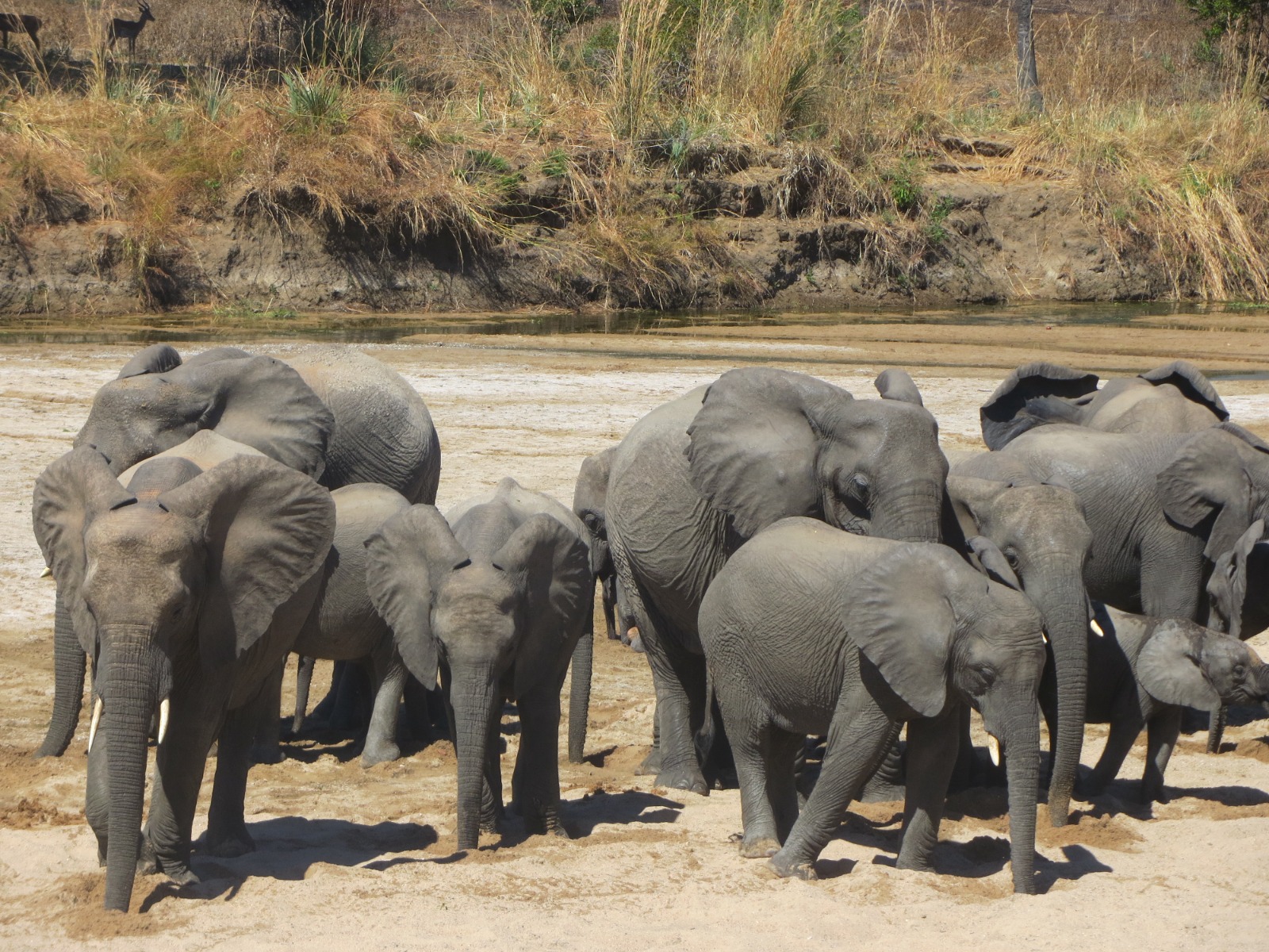 Guide and guests on a Tanzania safari