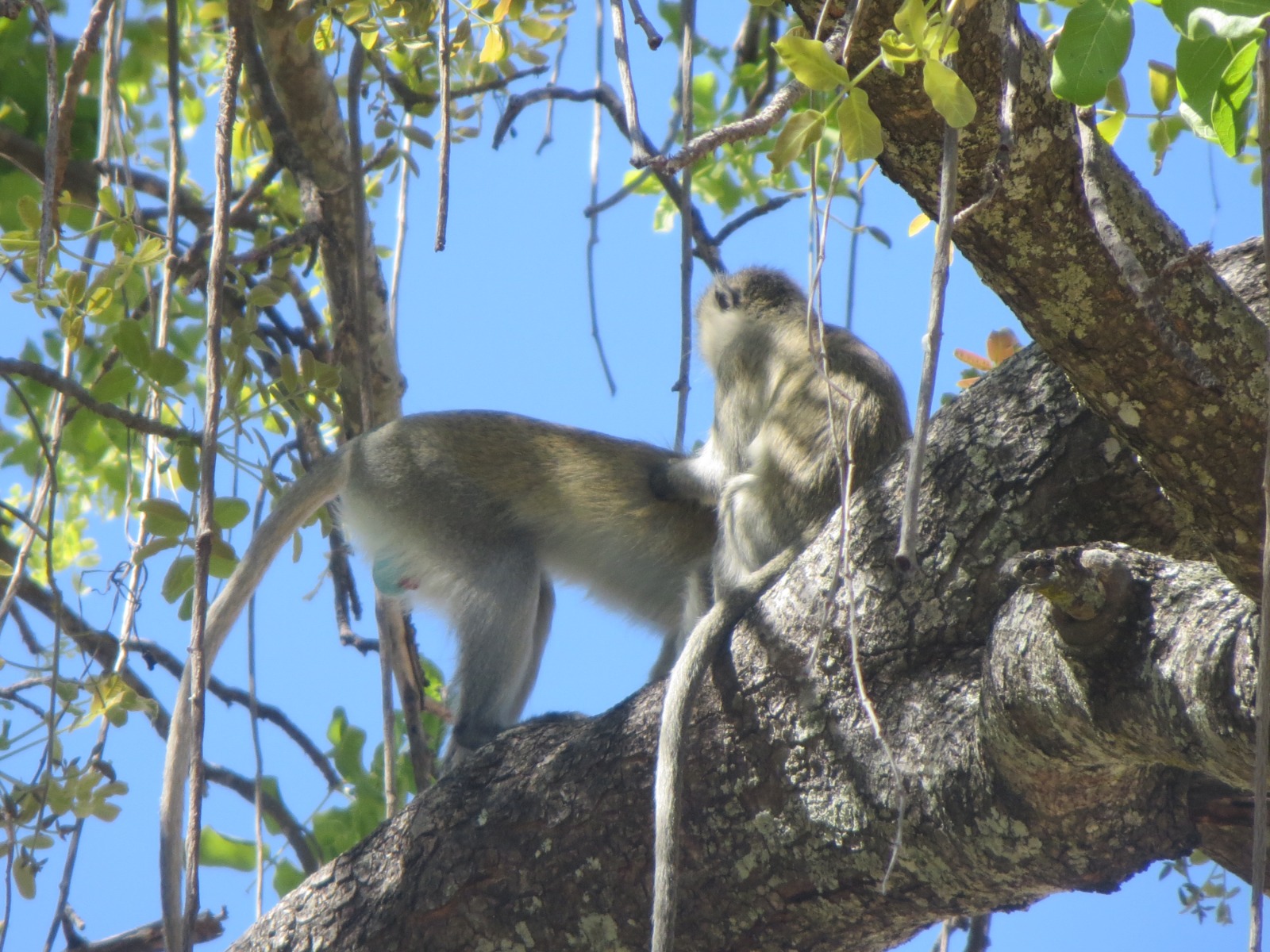 Safari experience with Safari and Bush Retreats