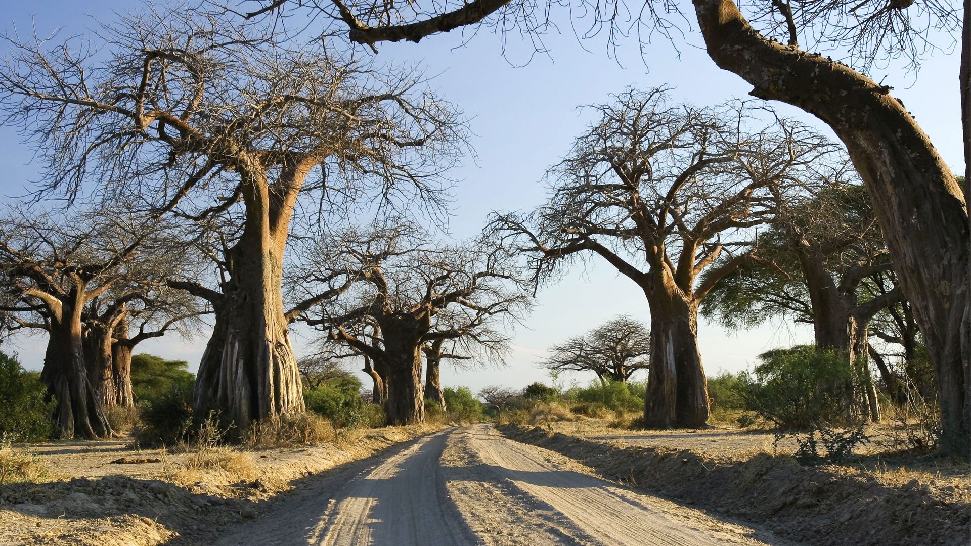 5 Days Ruaha Safari