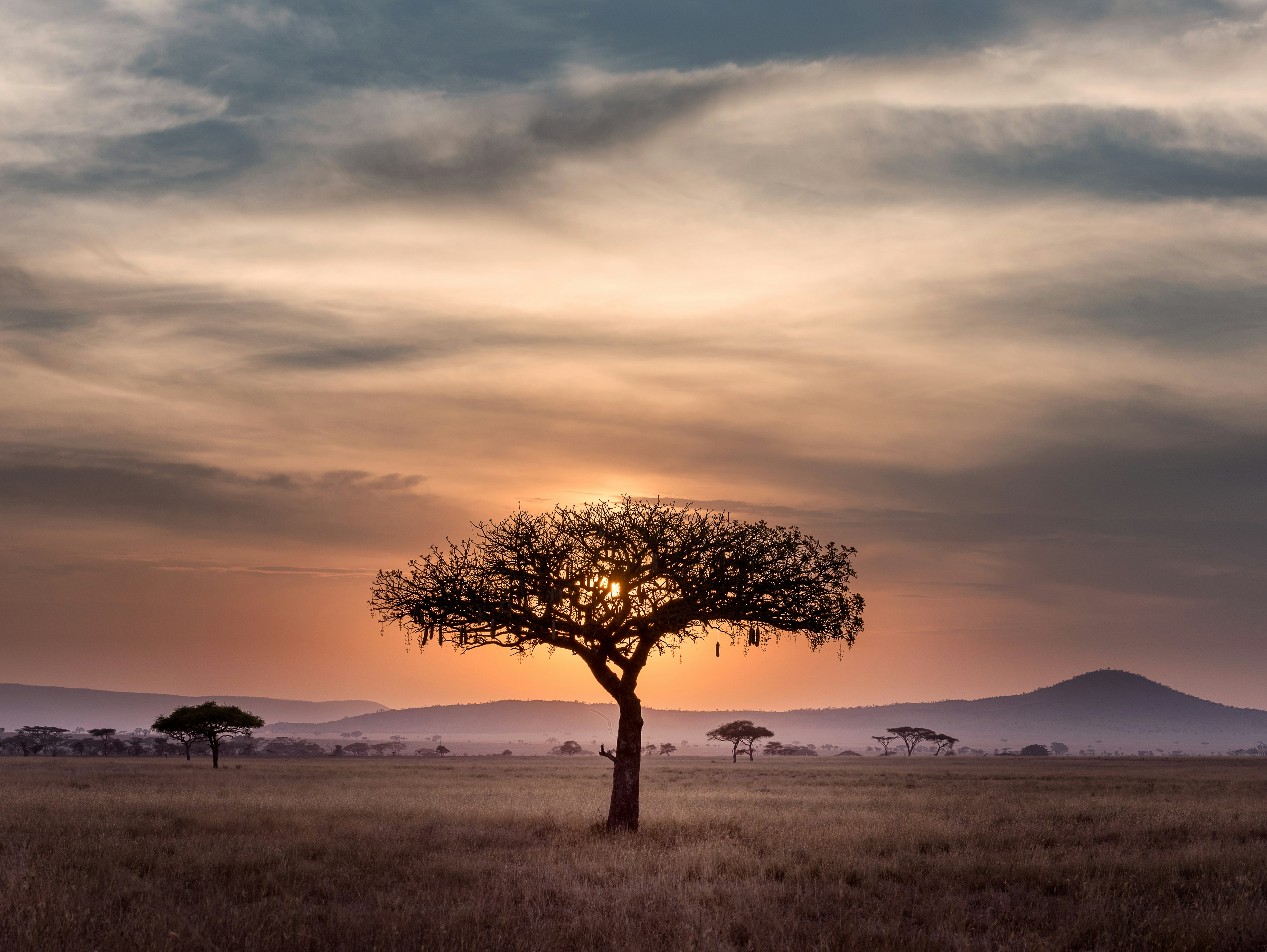 Golden sunset over the African savanna
