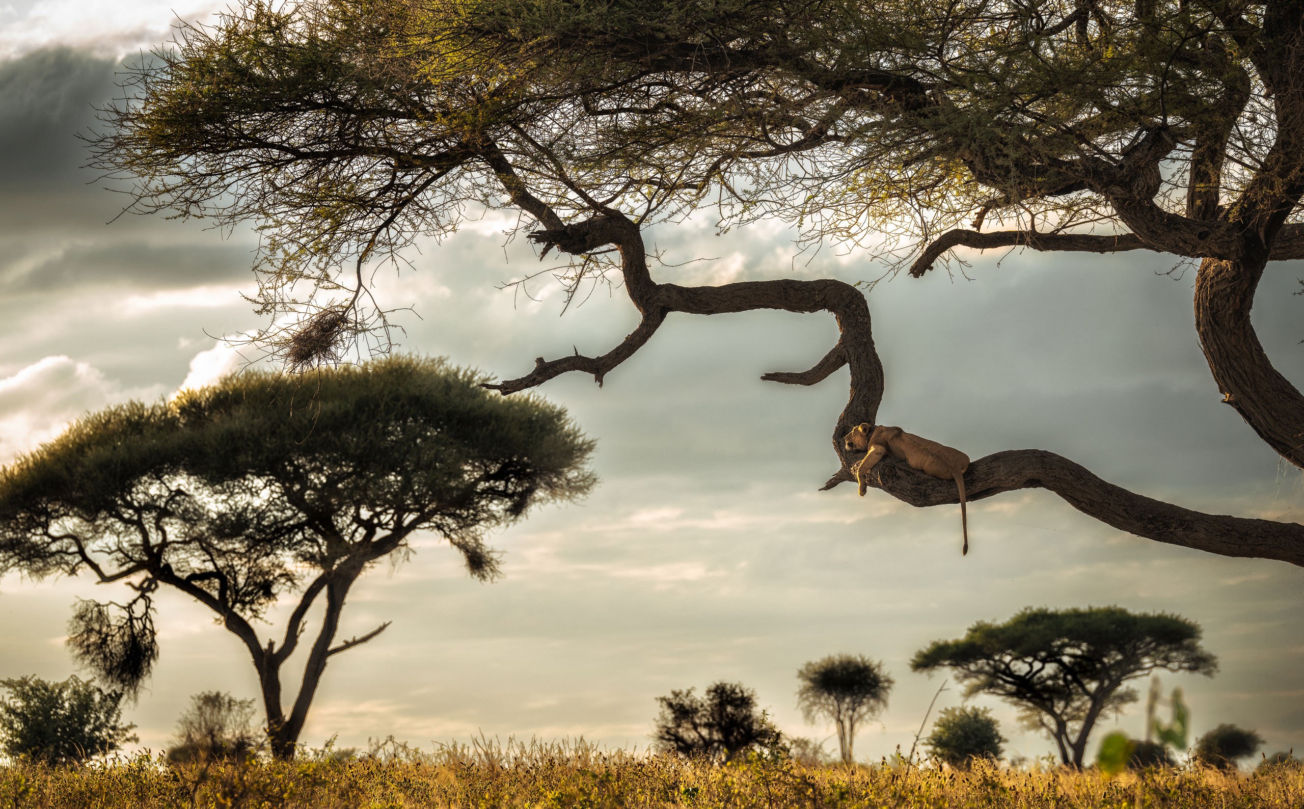 Nomad Tanzania