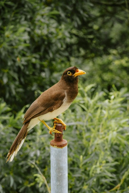 Samburu National Reserve
