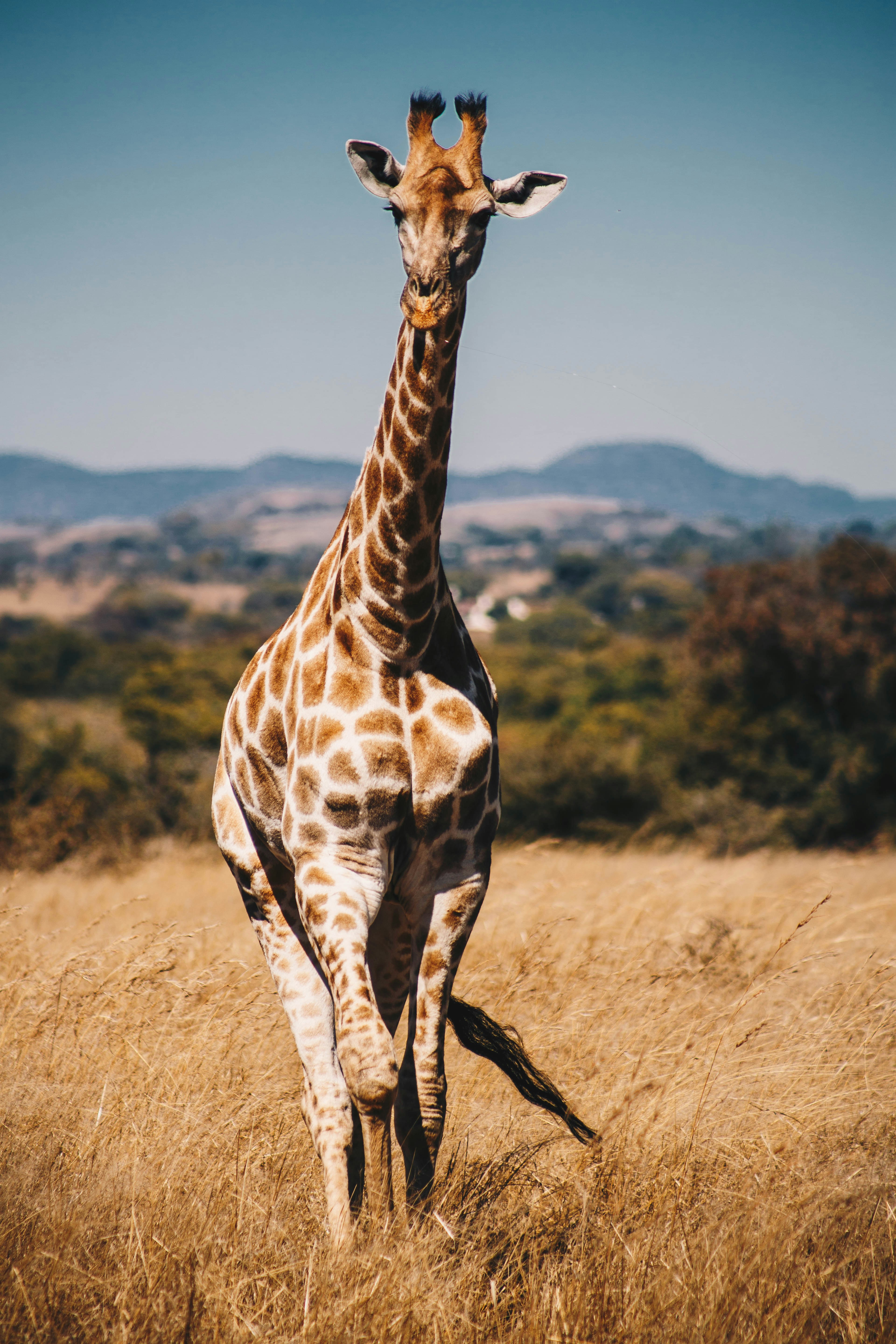 Samburu National Reserve landscape