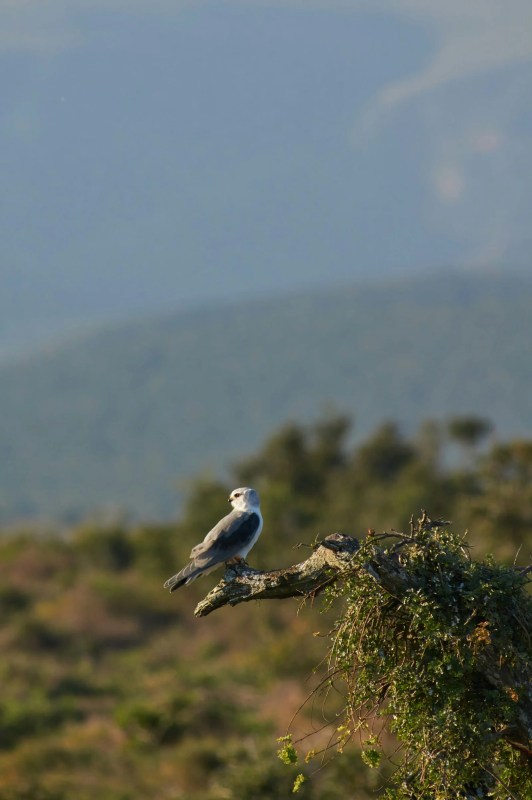 Amboseli National Park