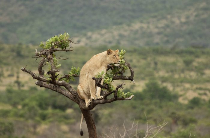 Akagera National Park landscape