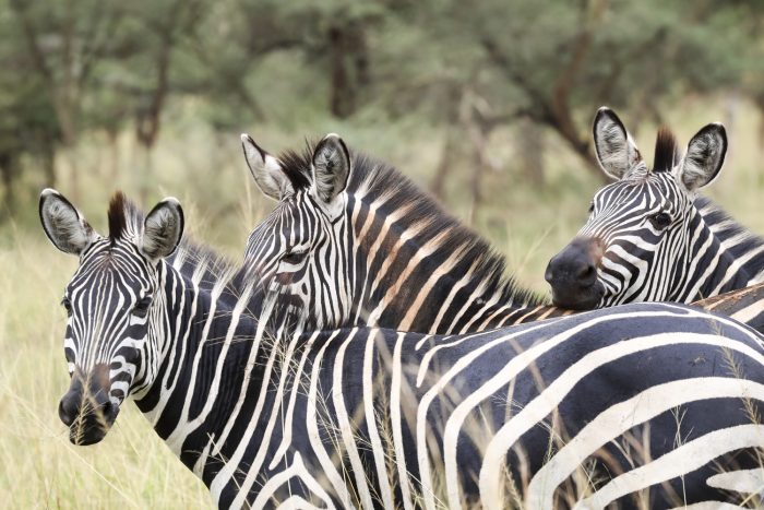 Akagera National Park landscape