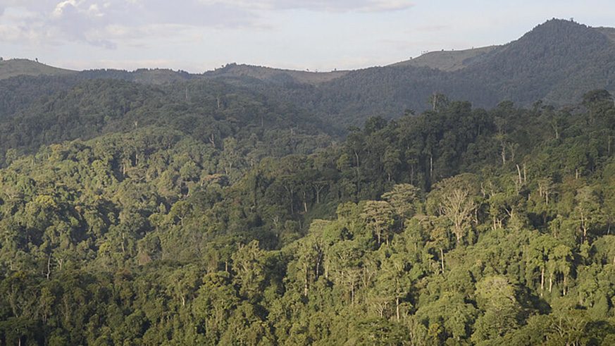 Gishwati Mukura National Park