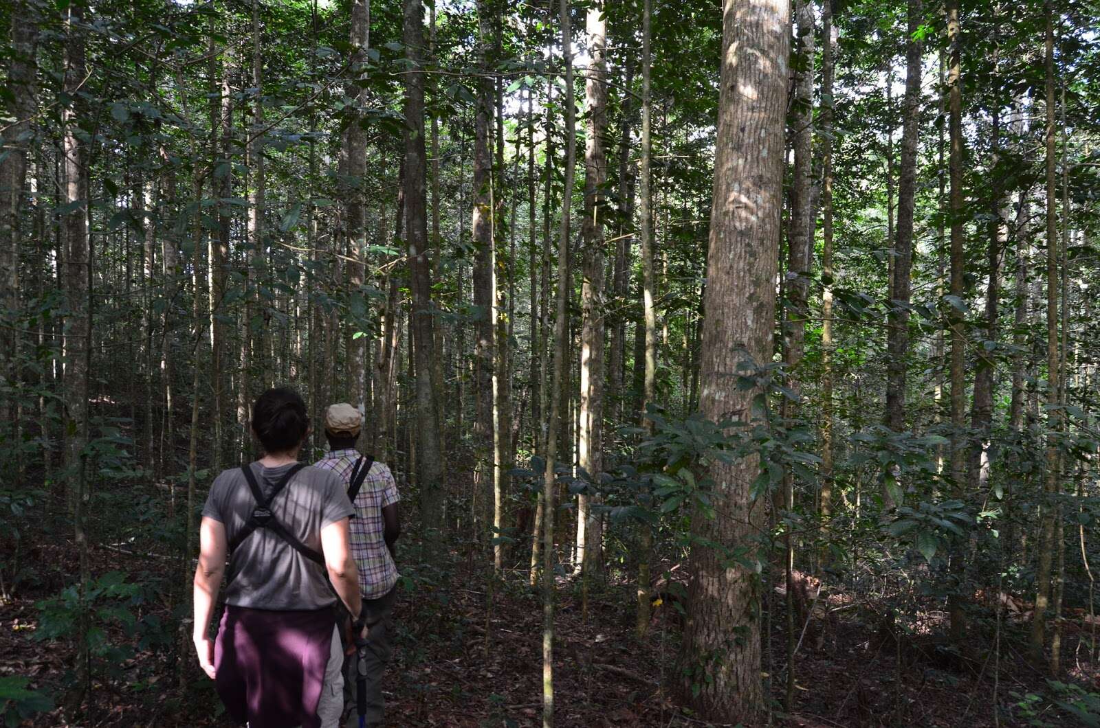 Walking Safaris