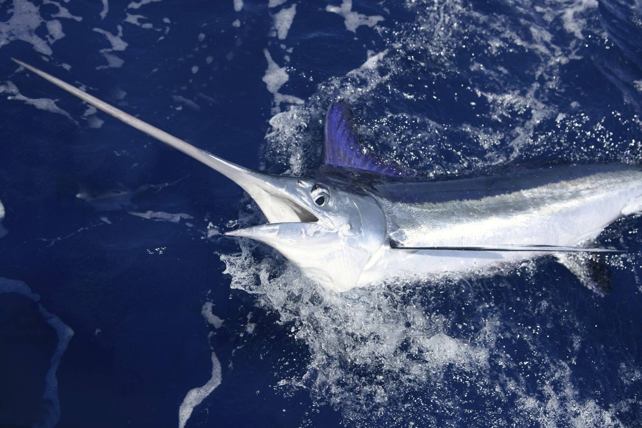 Deep Sea Fishing Mafia Island