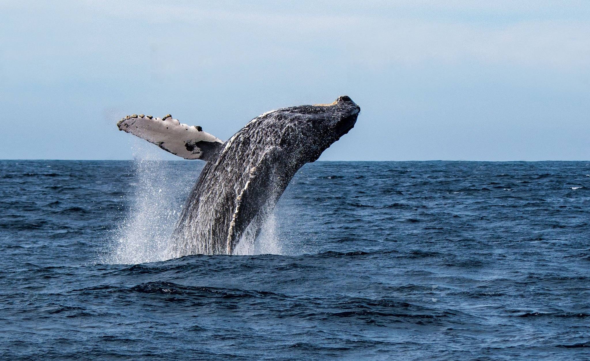 Humpback Whale Watching