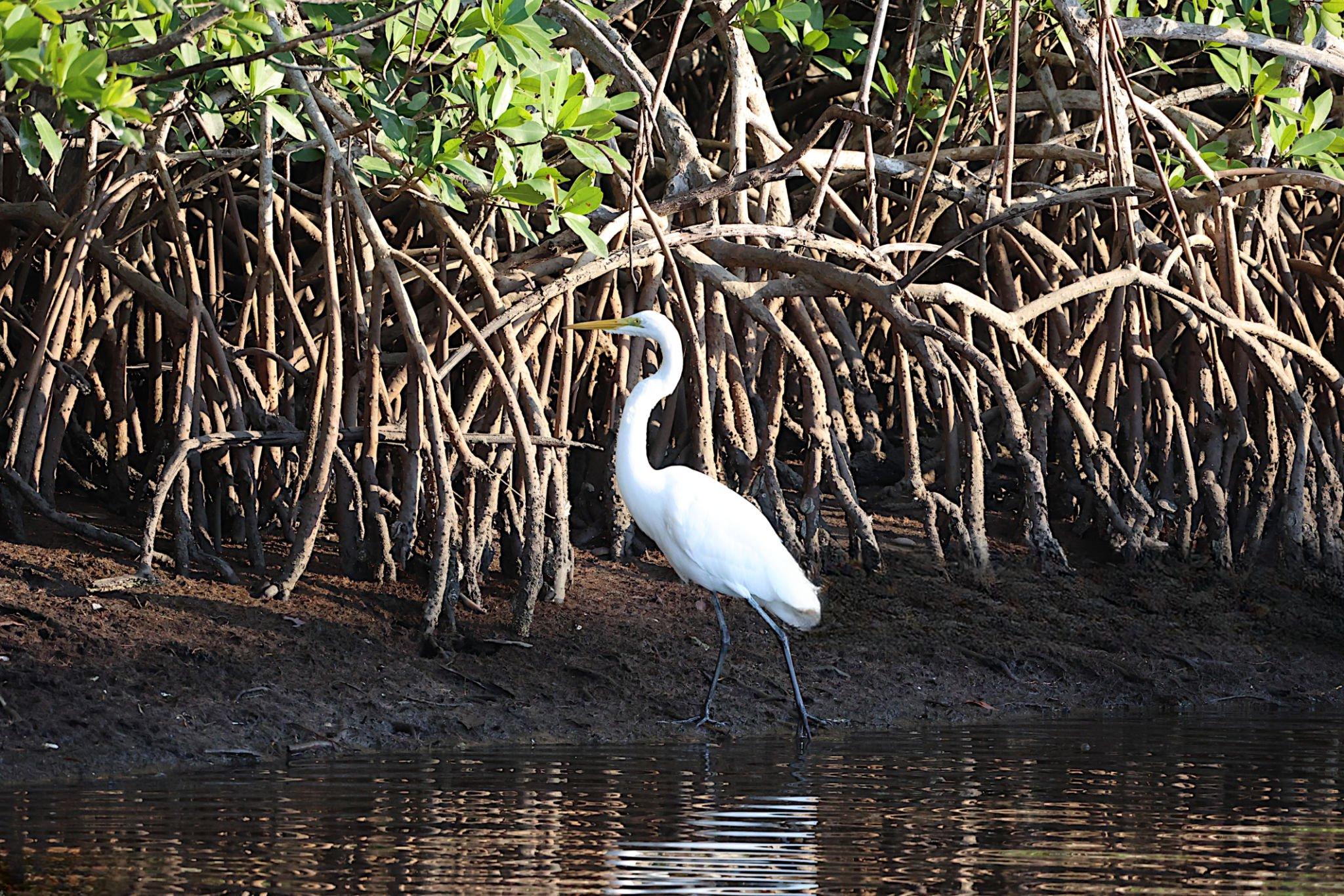 Kwale Island Marine Reserve landscape