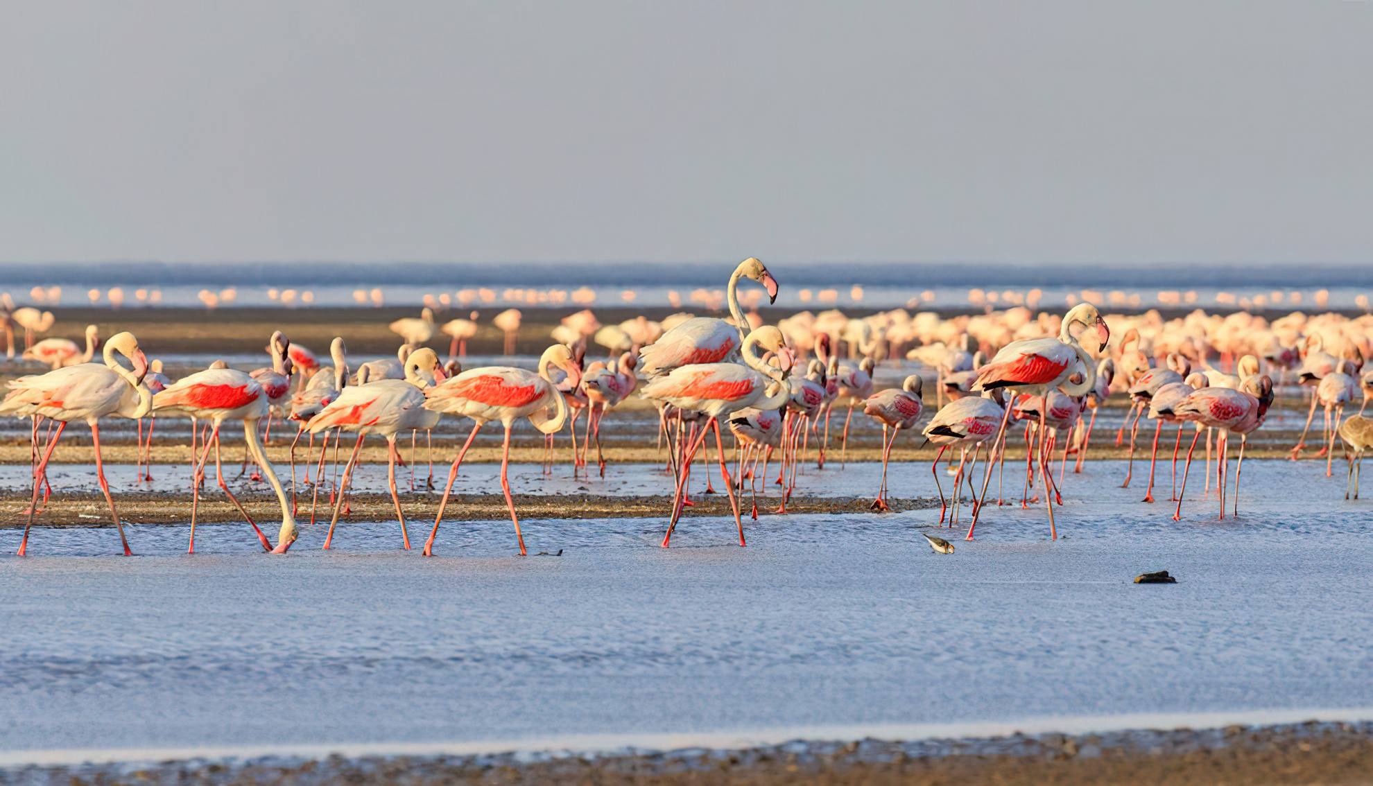 7 Days Rift Valley Adventure to Engaruka, Lake Natron, Ol Donyo Lengai, Lobo, Serengeti and Ngorongoro