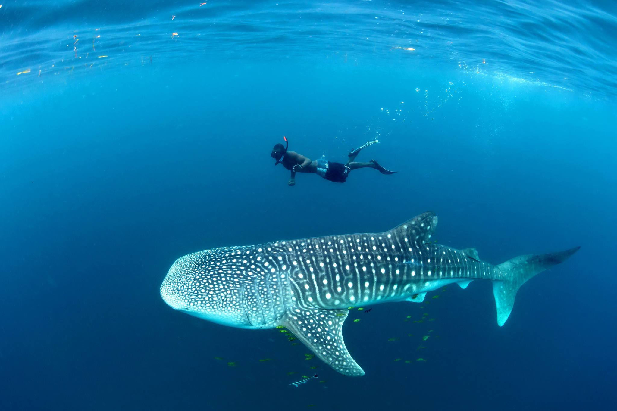 Whale Sharks Snorkeling