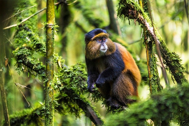Mgahinga Gorilla National Park