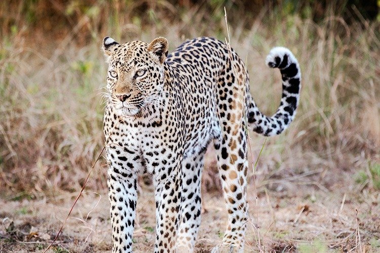Queen Elizabeth National Park