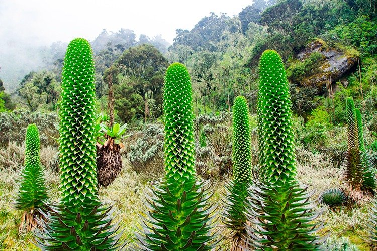 Rwenzori Mountains National Park landscape