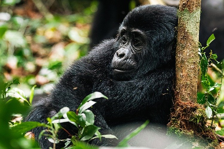 Uganda Safaris landscape