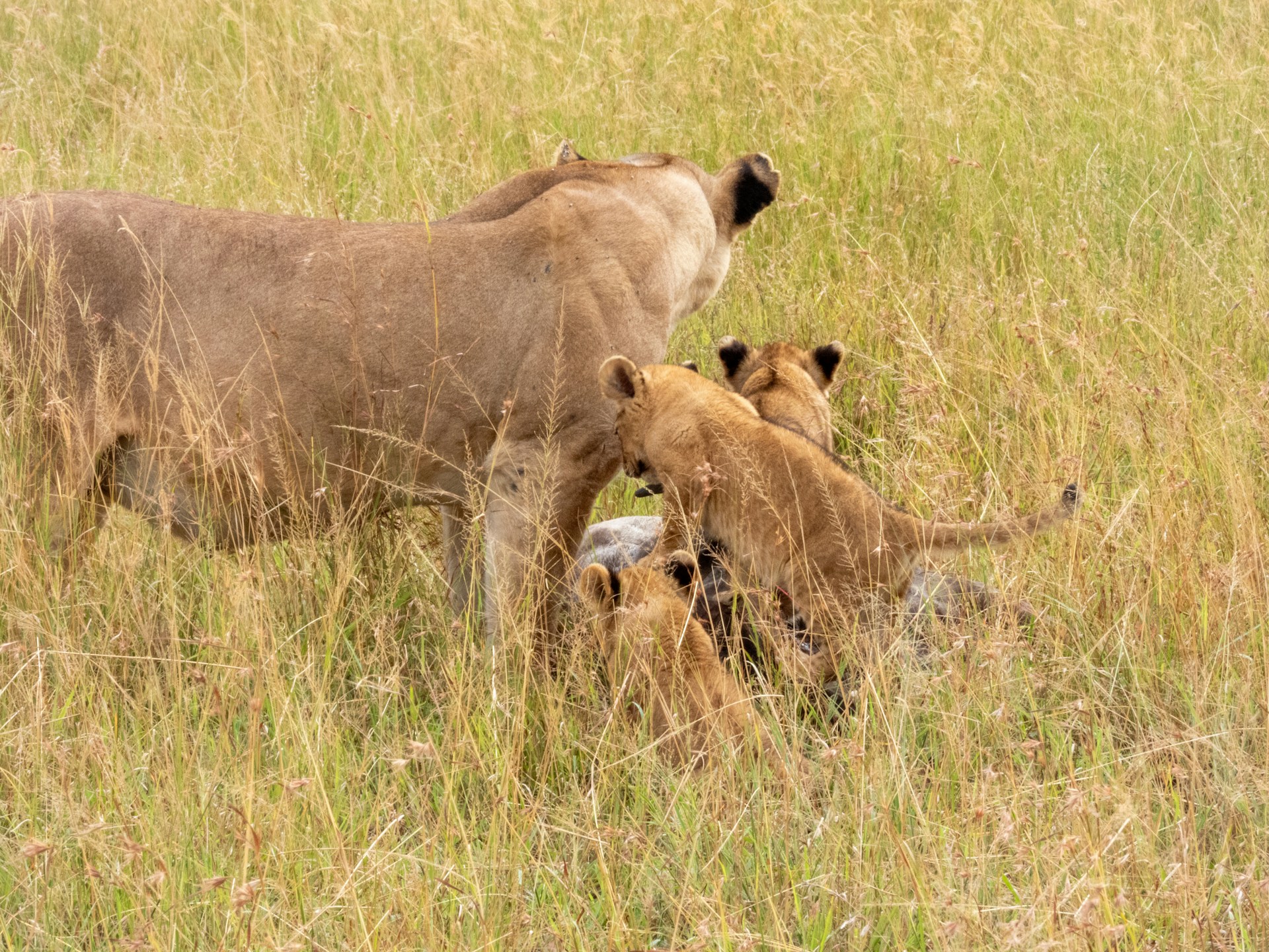 Lion pride on golden Serengeti plains