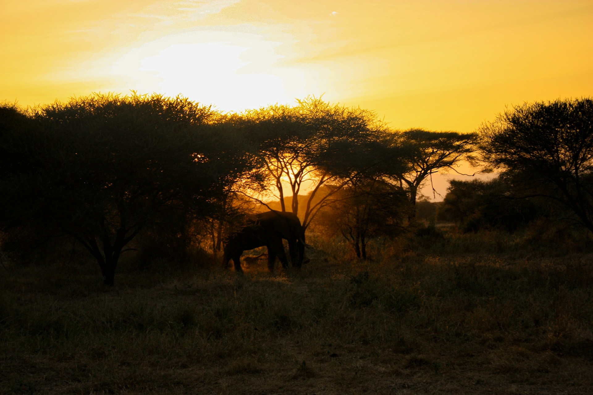 Zebras and wildebeest on sunlit golden African plains