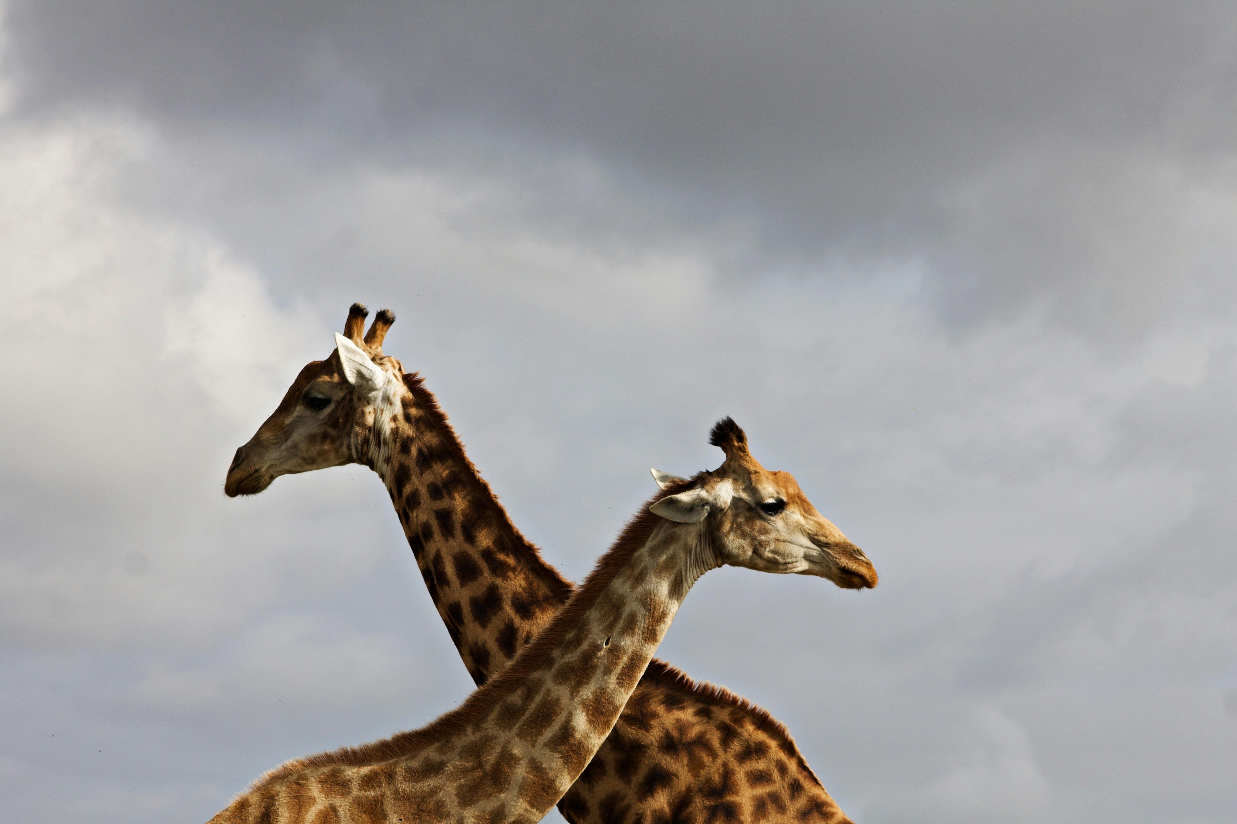 Giraffes walking through golden savanna
