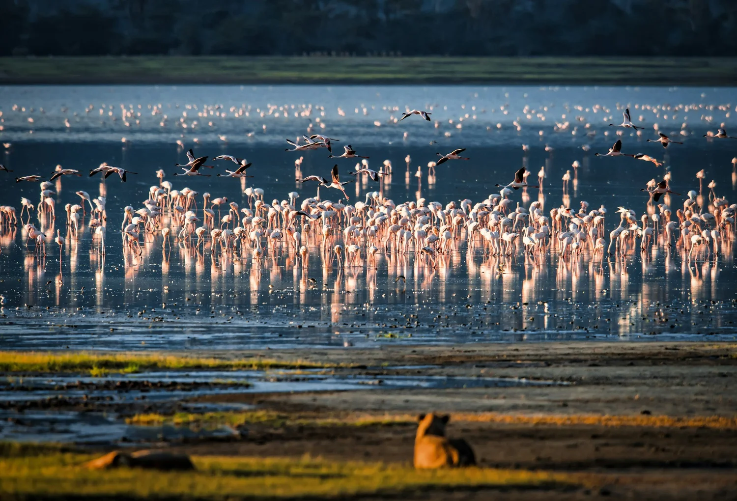 Lake Manyara with flamingos and acacia woodland at golden hour