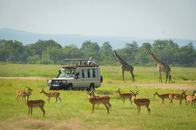 3 Days Mikumi Safari