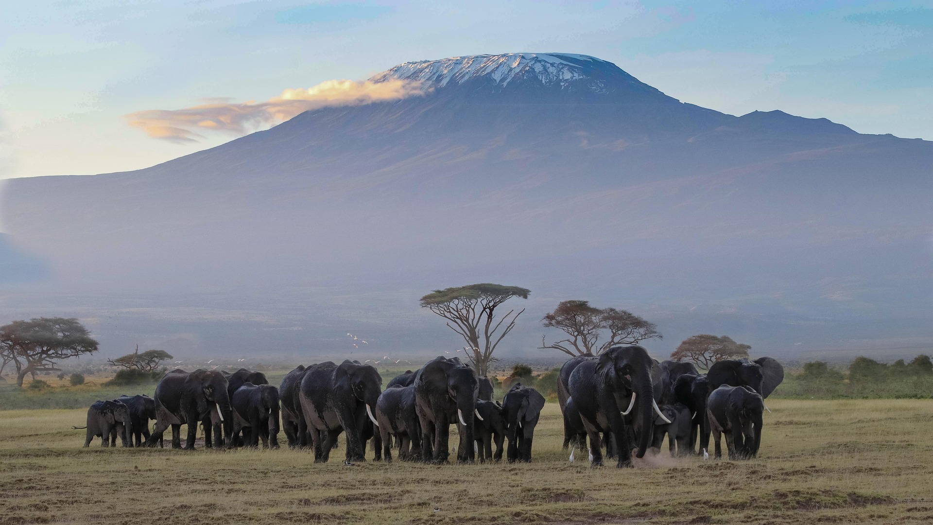 Mount Kilimanjaro snow-capped peak above the Tanzanian savanna at sunrise