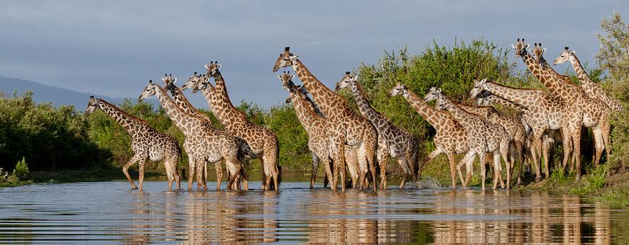 Nyerere National Park landscape