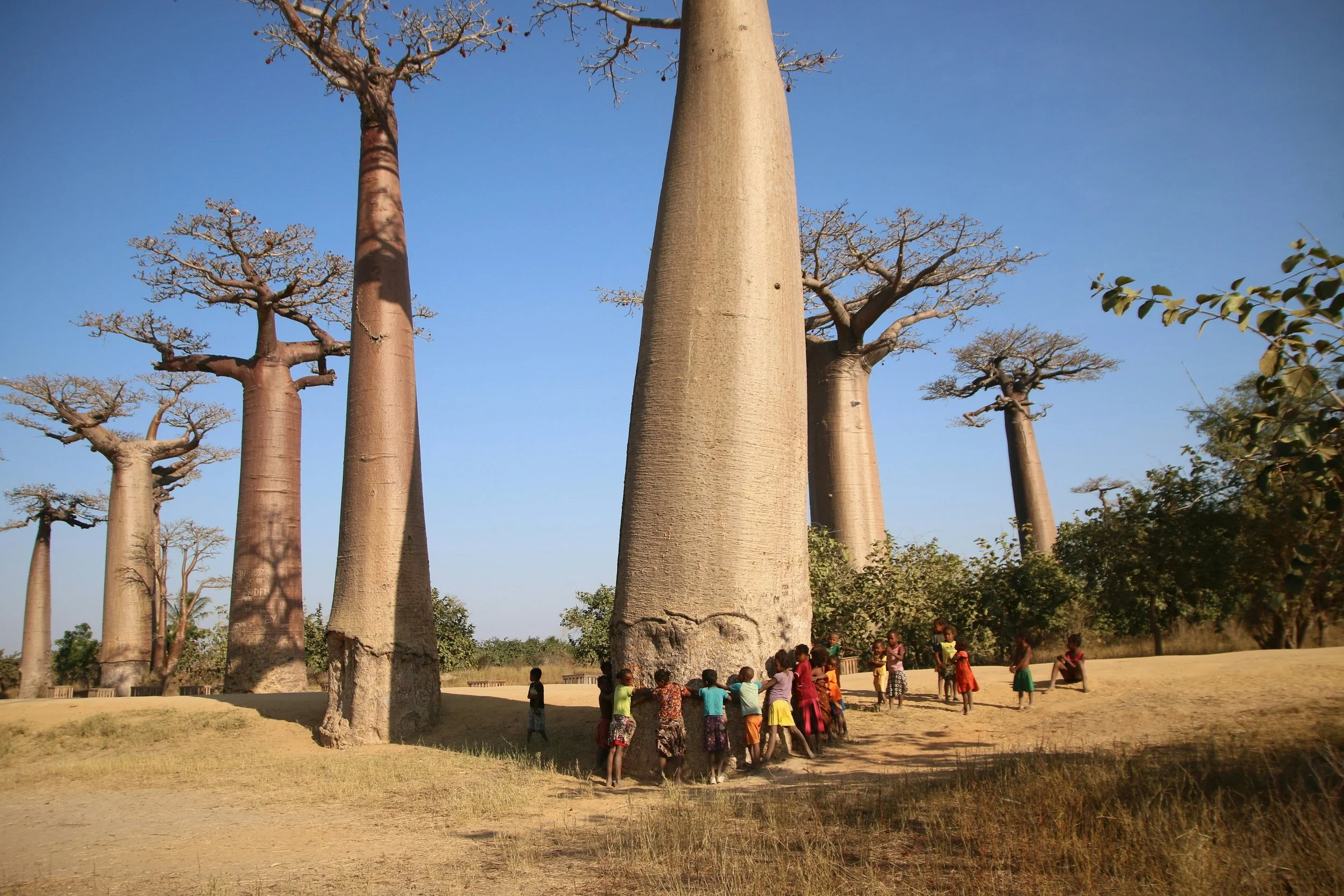 Tarangire National Park landscape