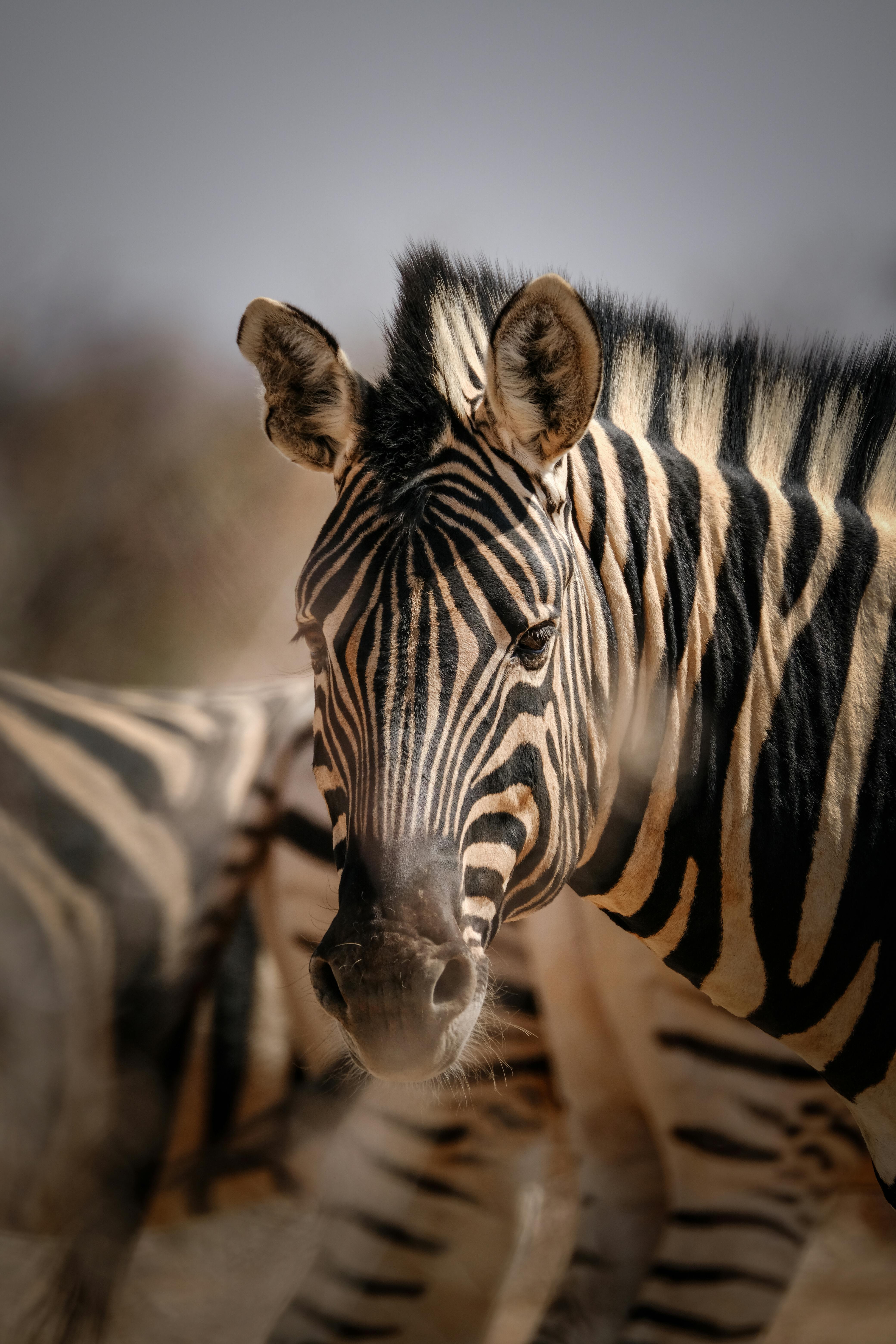 Zebras on golden plains during the Great Migration